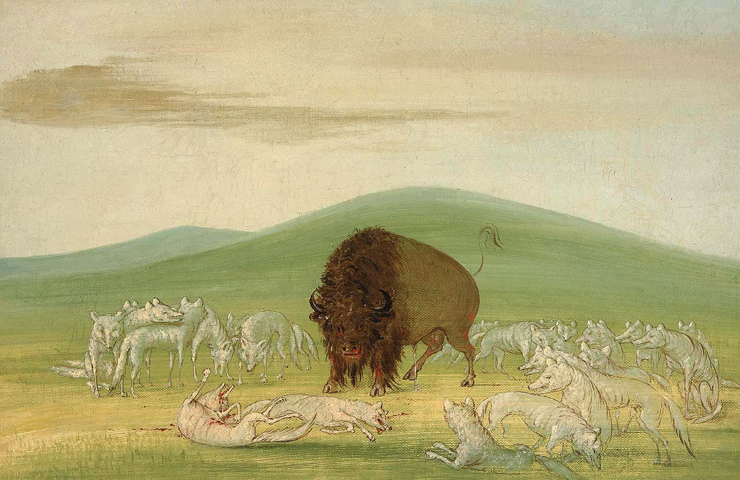 Un bison blessé entouré de loups blancs - George Catlin
