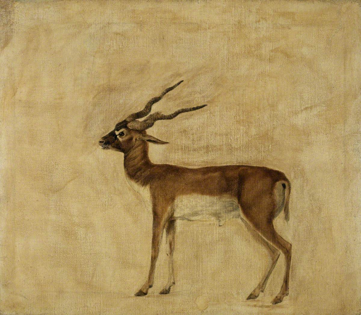 Un antilope cervicapre - George Stubbs