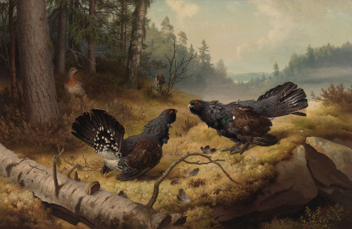 The Great Grouse Fighting - Ferdinand von Wright
