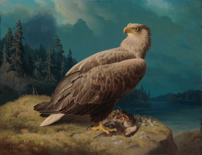 Old White-tailed Eagle - Ferdinand von Wright