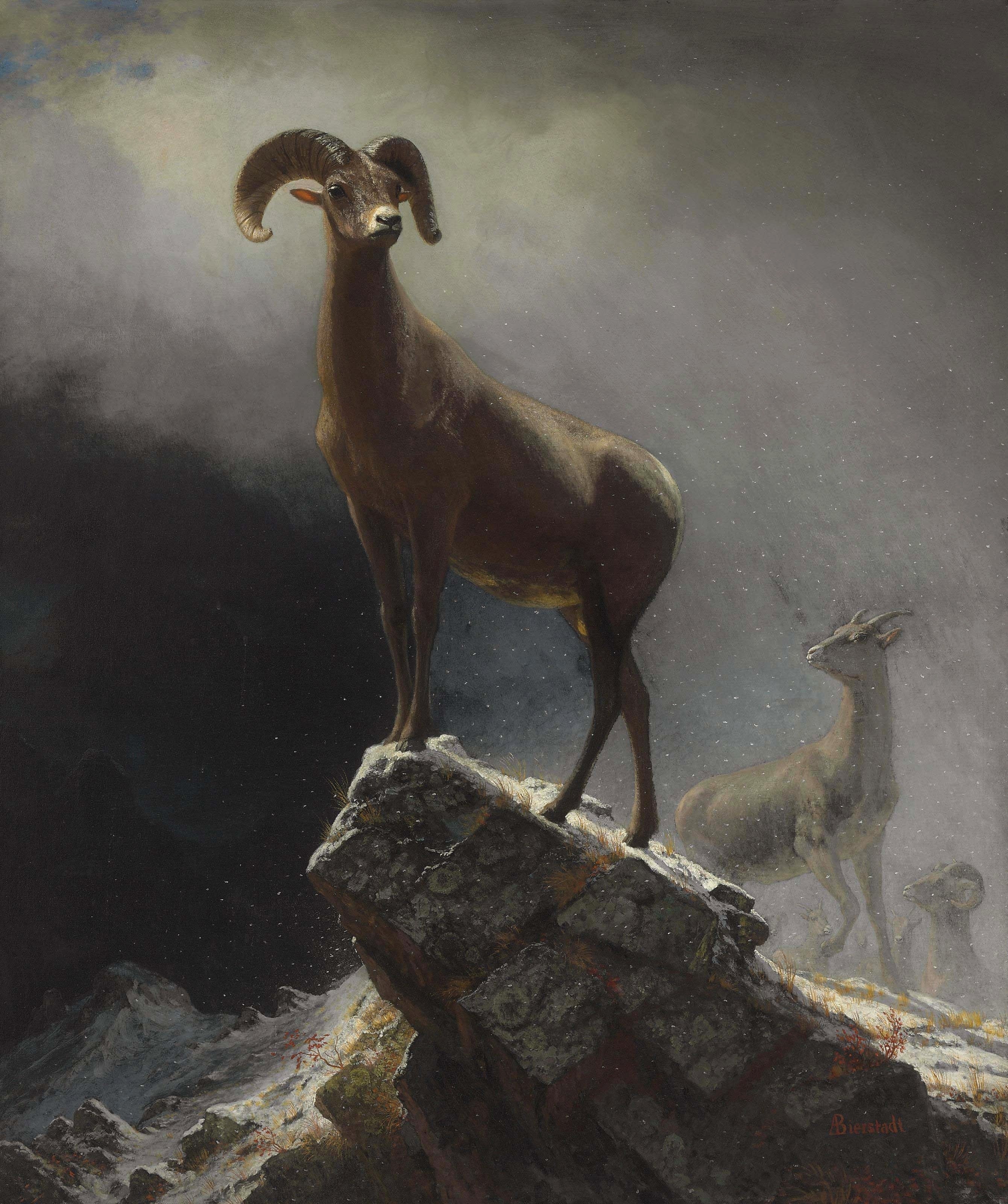 Mouflon des montagnes Rocheuses - Albert Bierstadt