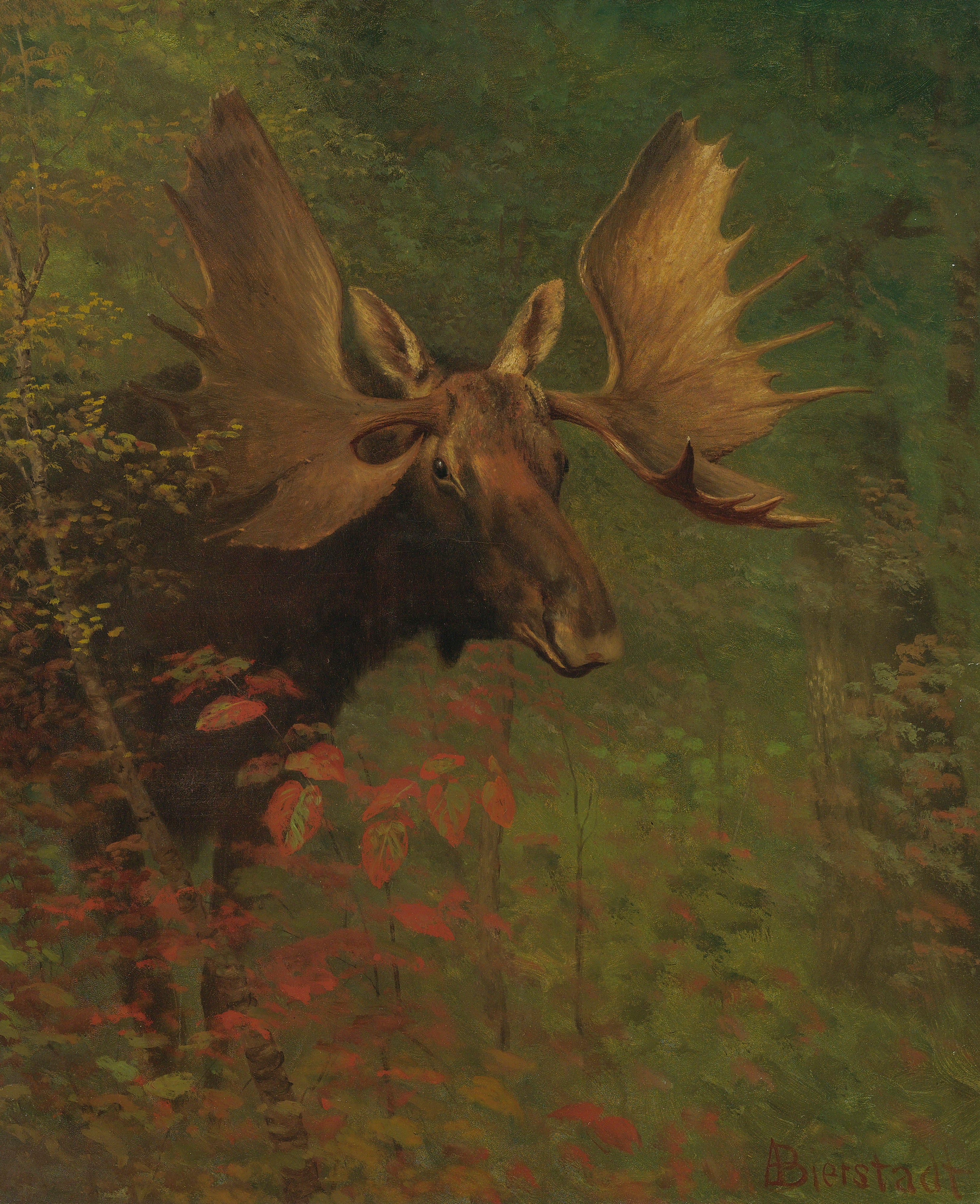 Étude d'un orignal - Albert Bierstadt