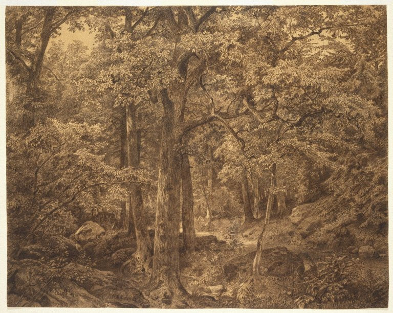 Intérieur de la forêt - William Trost Richards - Alpha Reproduction
