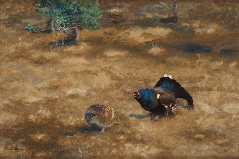 black grouse arena - Bruno Liljefors