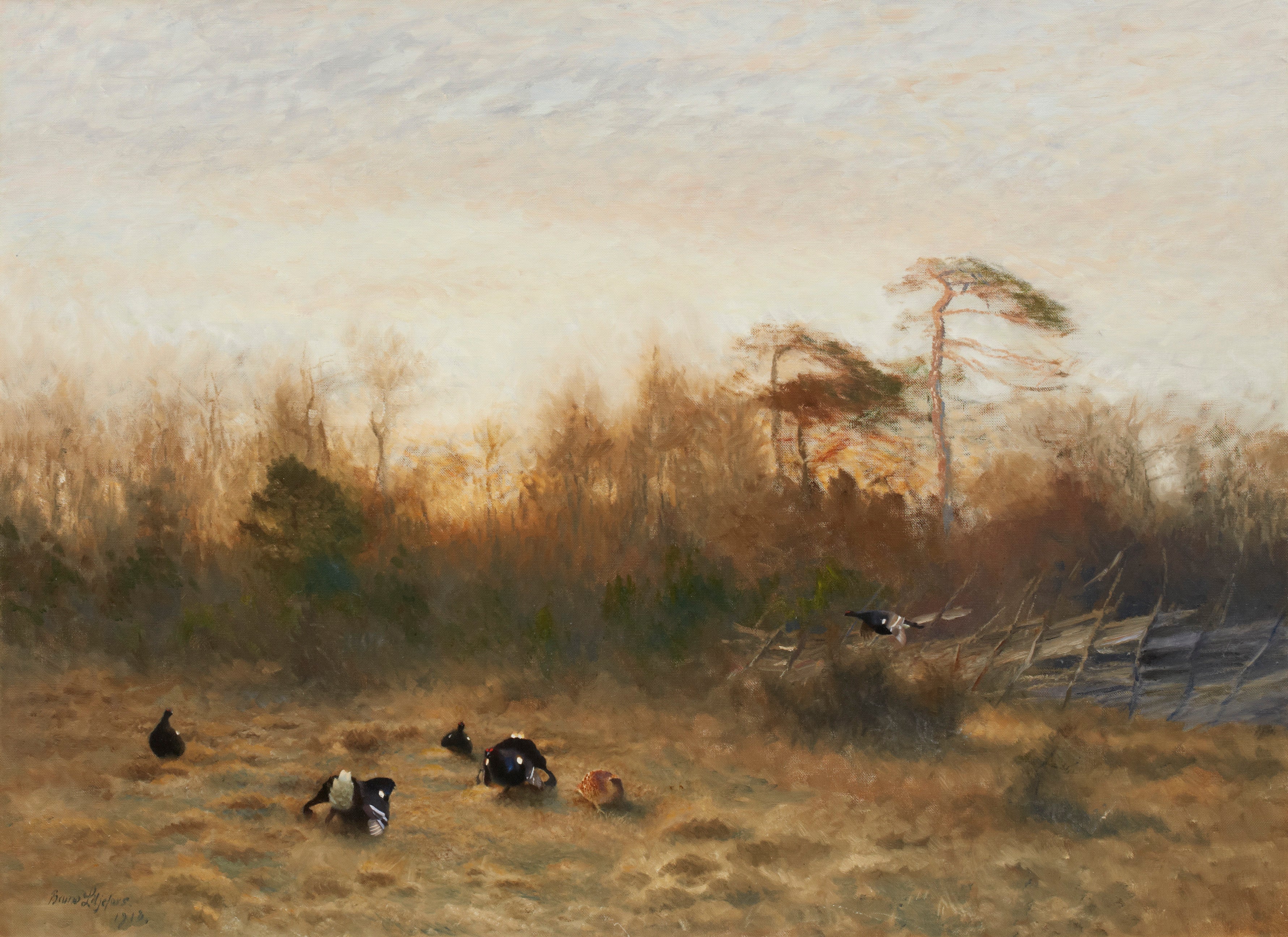 arène de tétras lyre - Bruno Liljefors