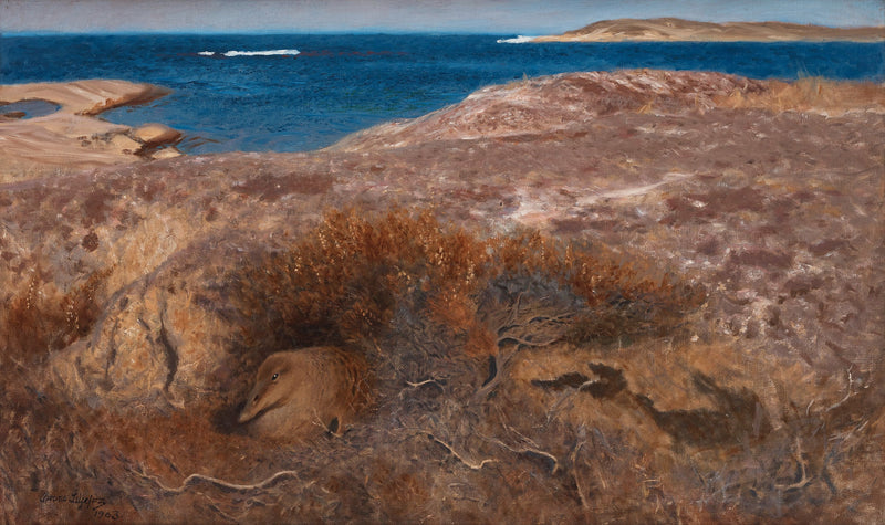 Brooding eider - Bruno Liljefors