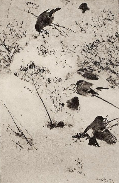 Bullfinches in the snow - Bruno Liljefors