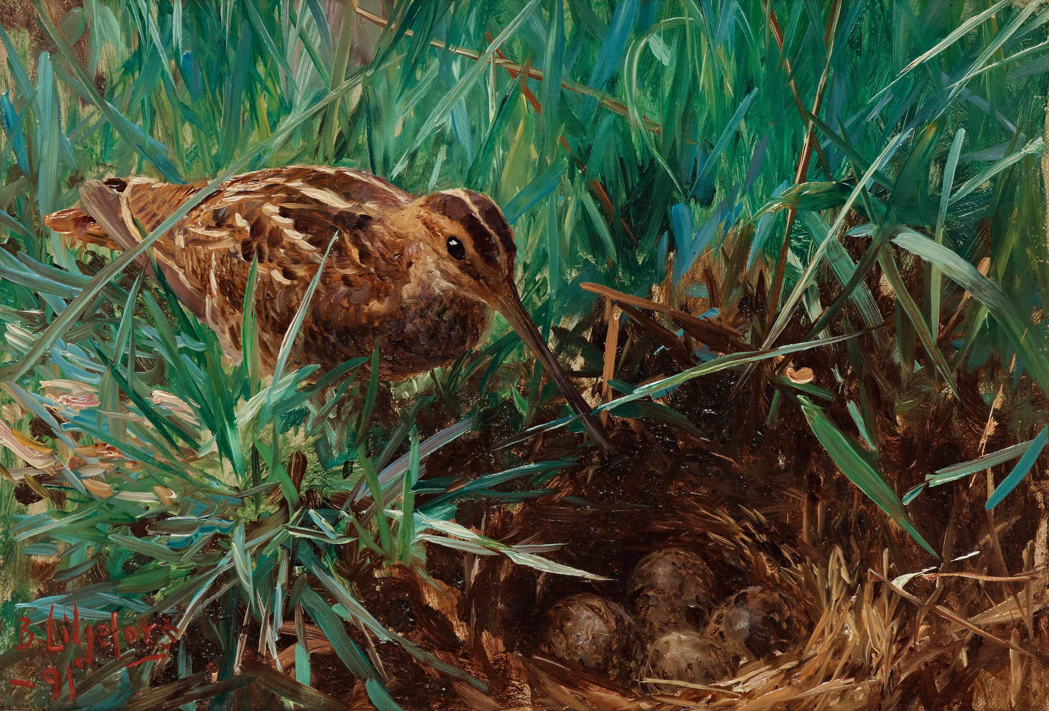 Bécassine des marais à son nid - Bruno Liljefors