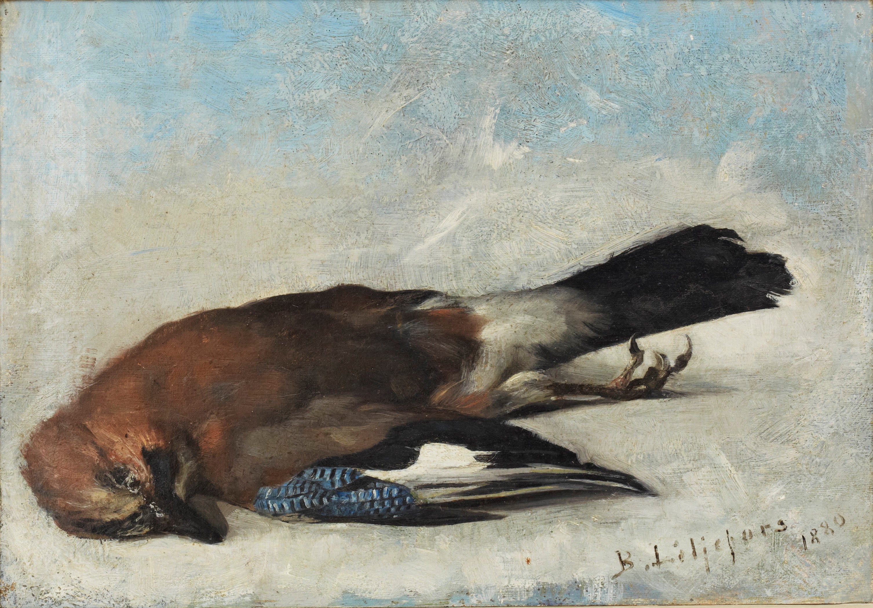 Eurasian jay - Bruno Liljefors