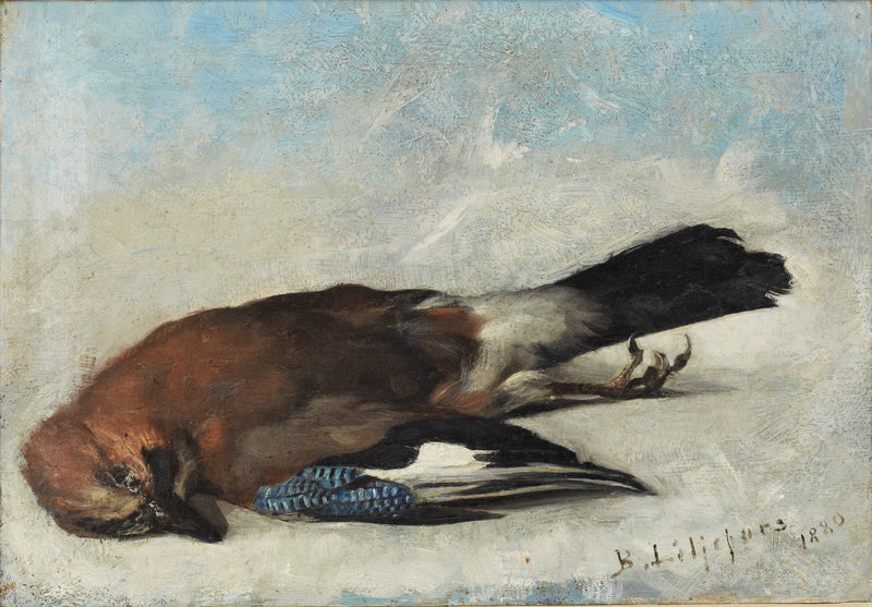 Eurasian jay - Bruno Liljefors