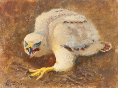 Goshawk Eyes - Bruno Liljefors