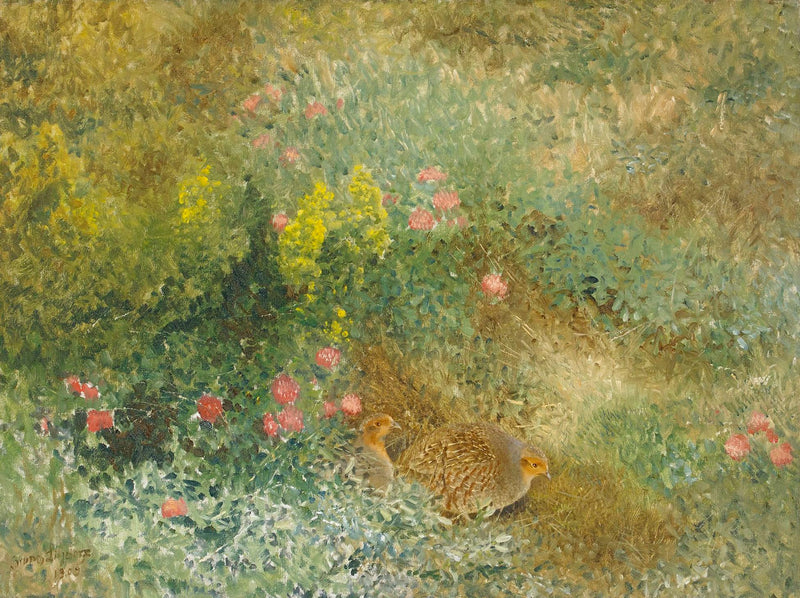 Gray partridge - Bruno Liljefors