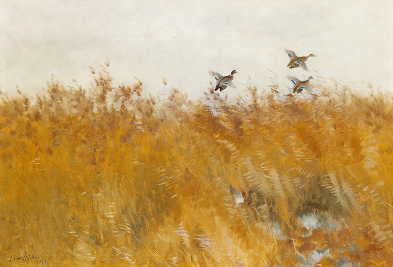 Mallard ducks taking off - Bruno Liljefors