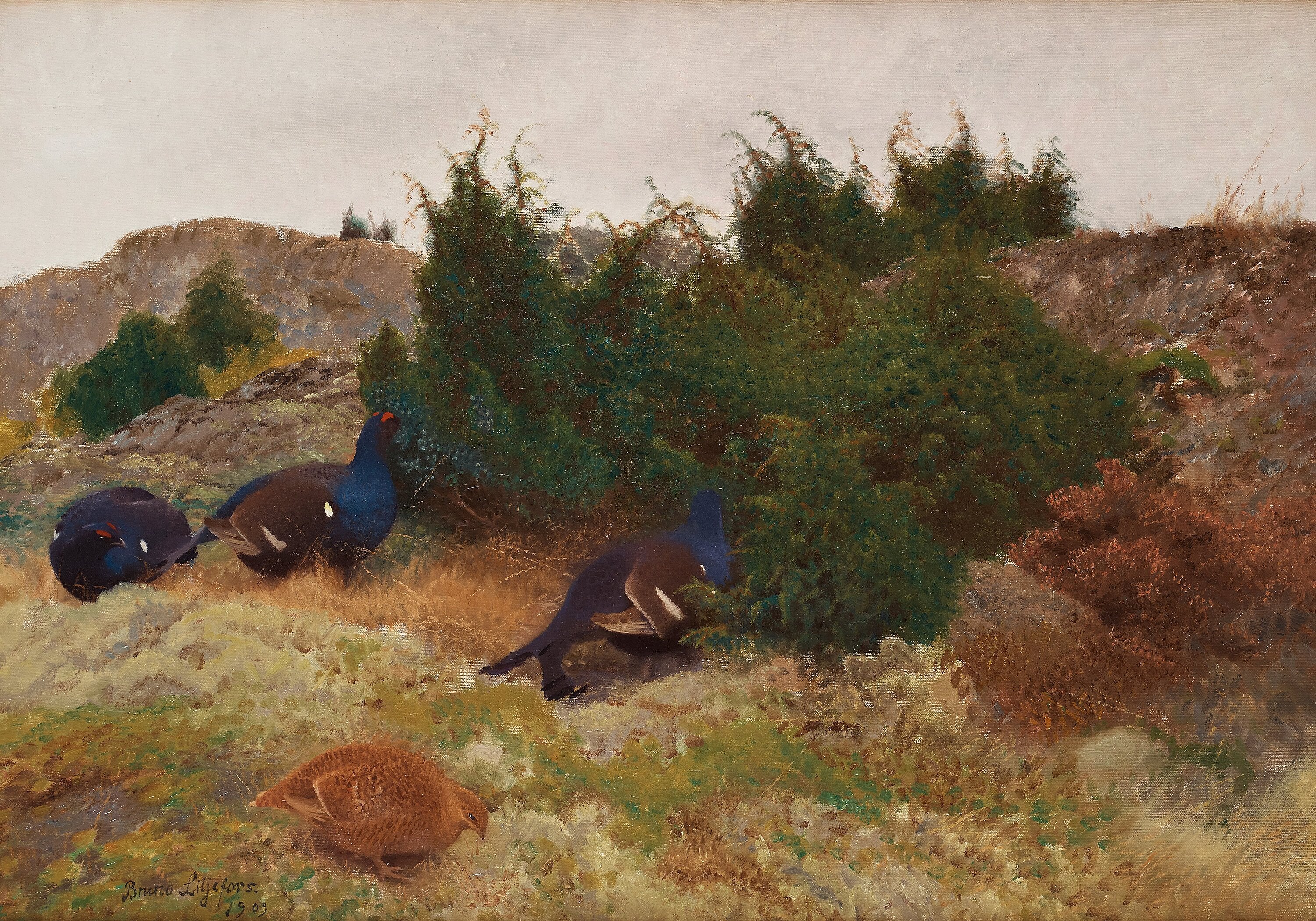 Black grouse in autumn - Bruno Liljefors