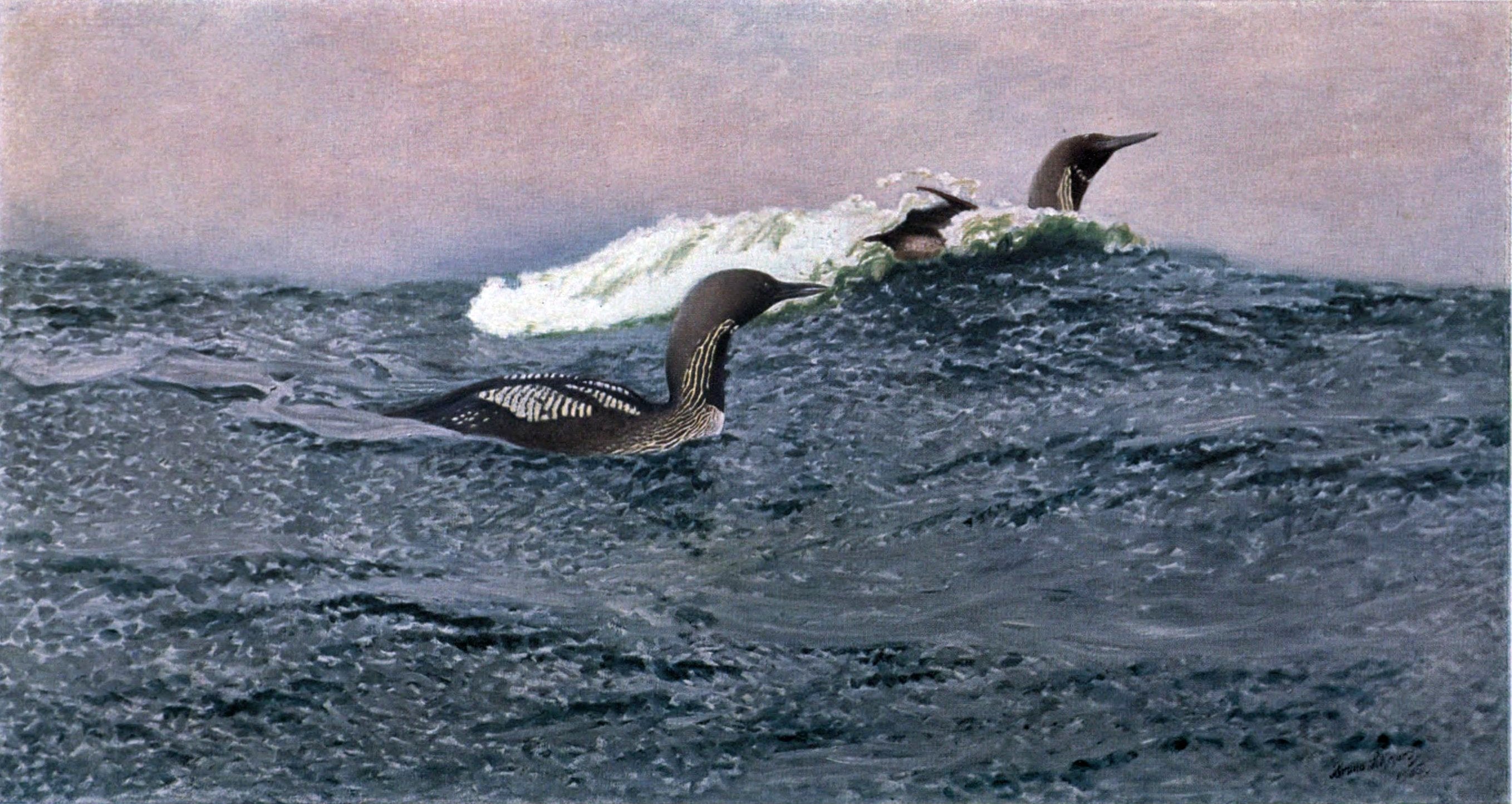 Loons swimming - Bruno Liljefors