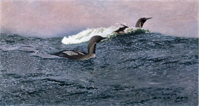 Loons swimming - Bruno Liljefors