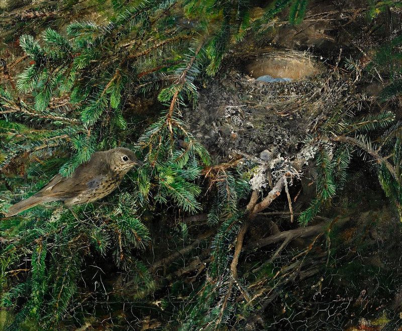 Song Thrush in its Nest - Bruno Liljefors