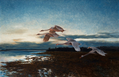Swans - Bruno Liljefors