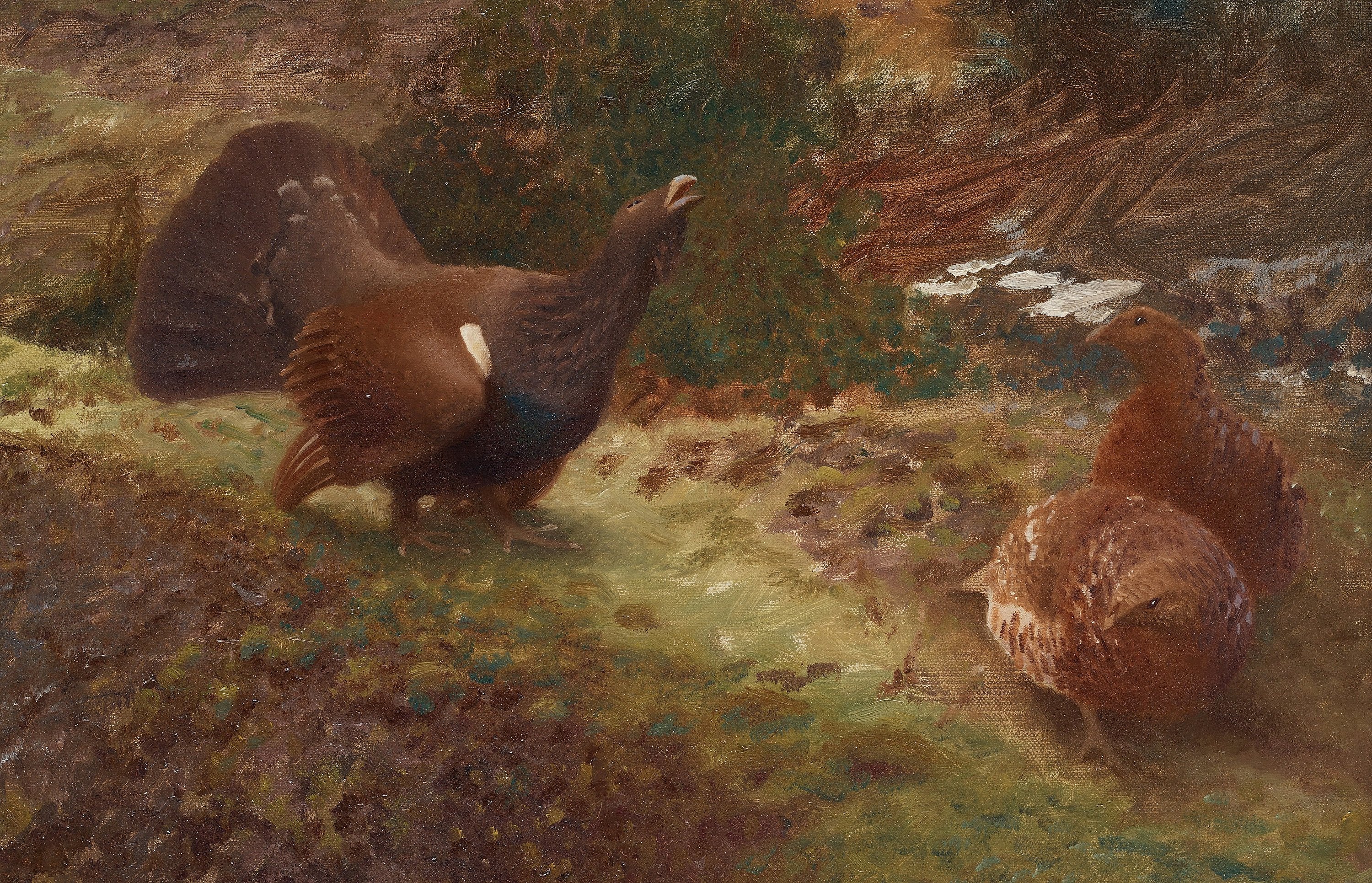 Western capercaillie in lekking - Bruno Liljefors