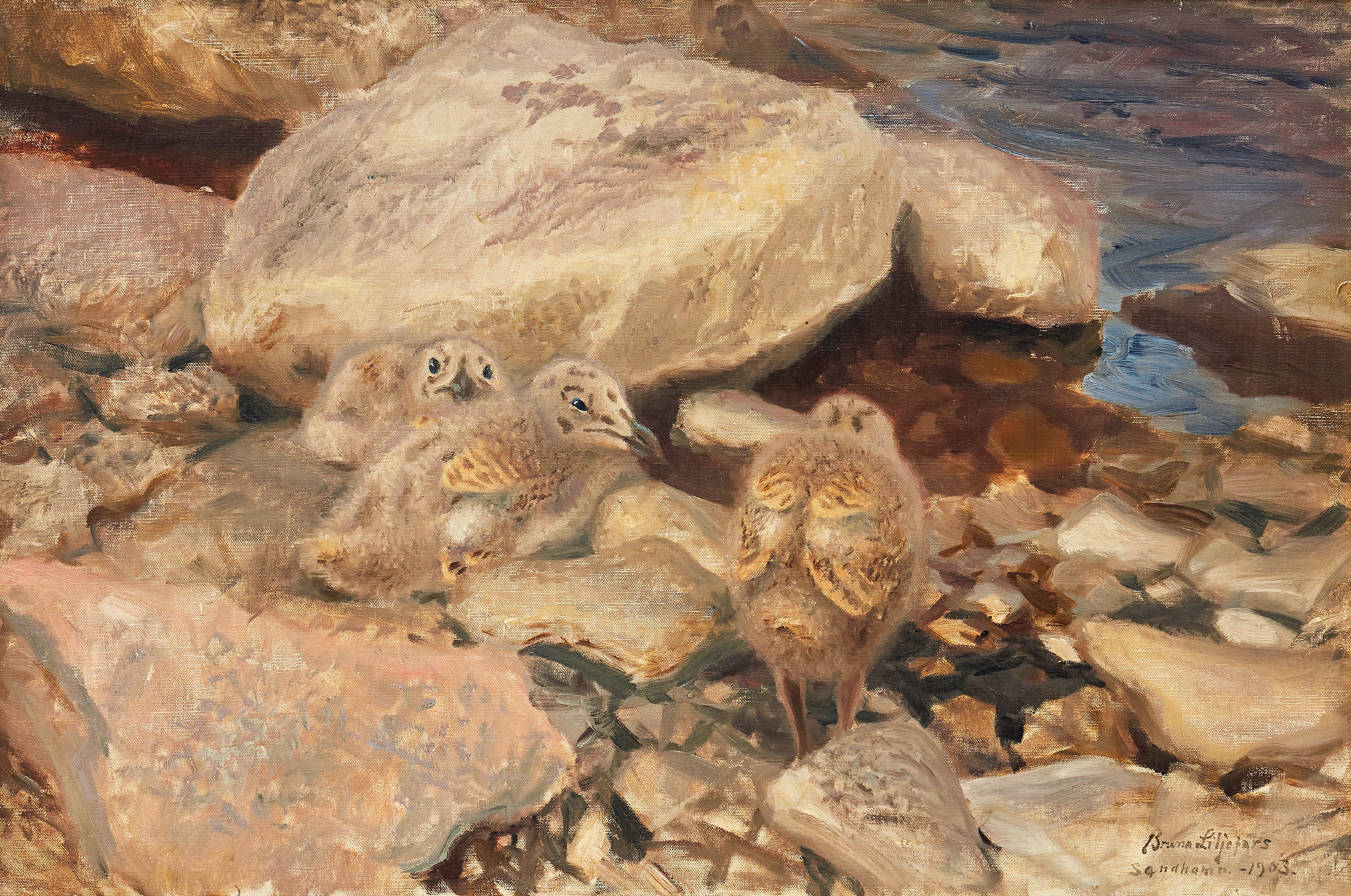 Herring gull chicks - Bruno Liljefors