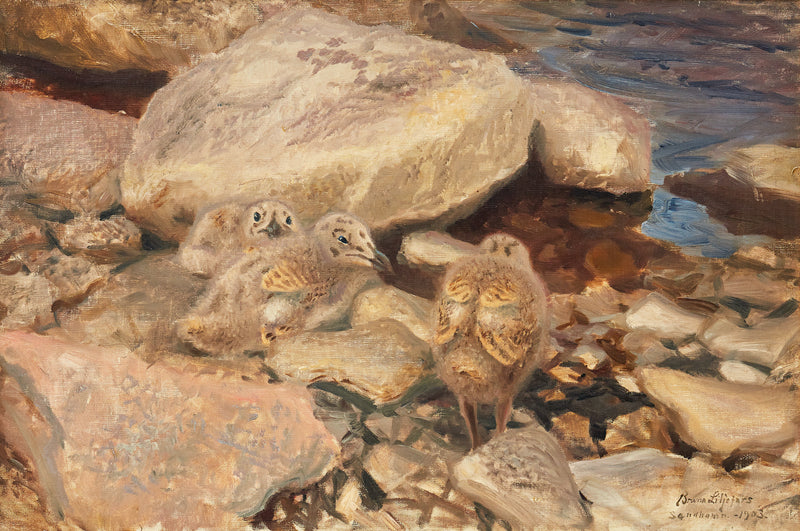 Herring gull chicks - Bruno Liljefors