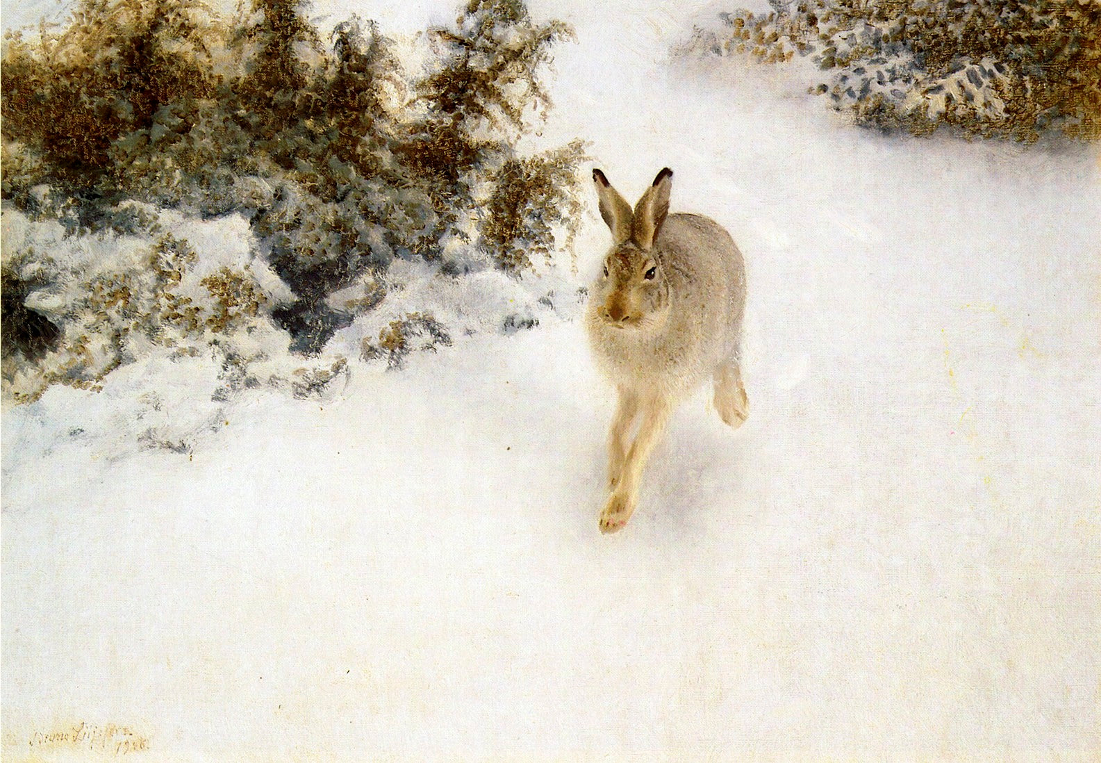 Winter Hare - Bruno Liljefors