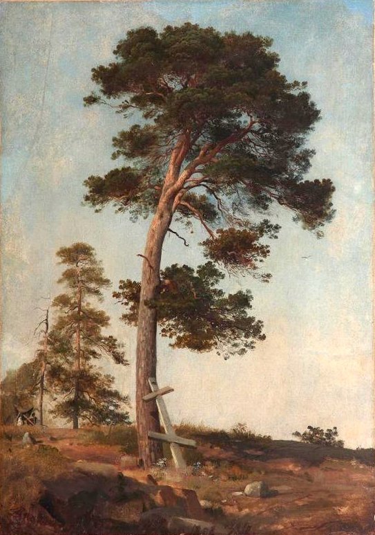 Un pin à Valaam. Étude - Ivan Chichkine