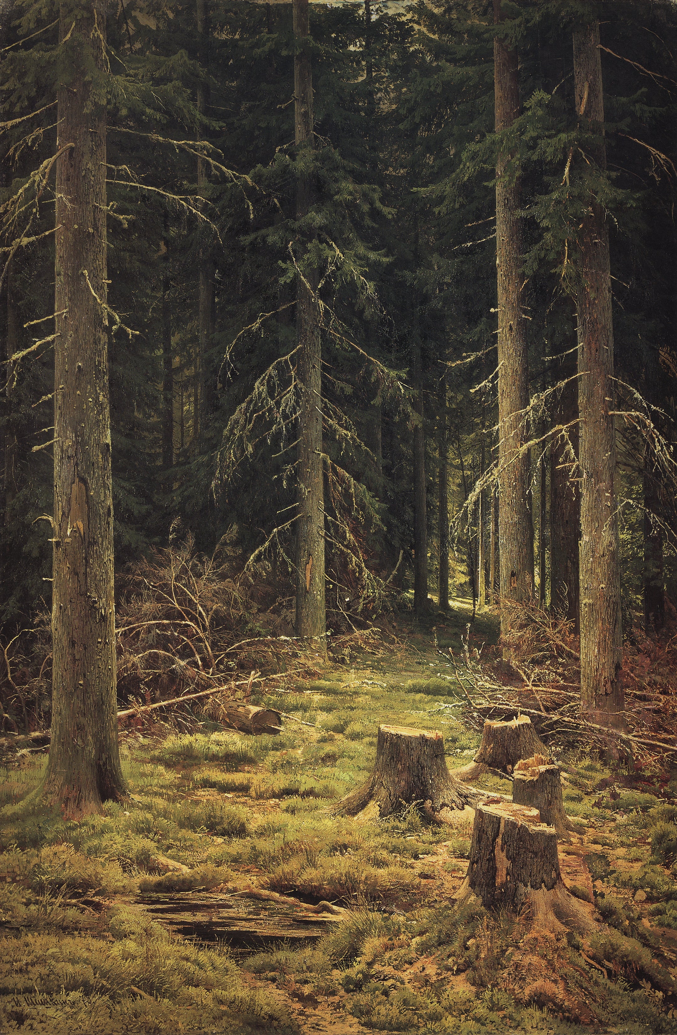 Forêt de conifères - Ivan Chichkine