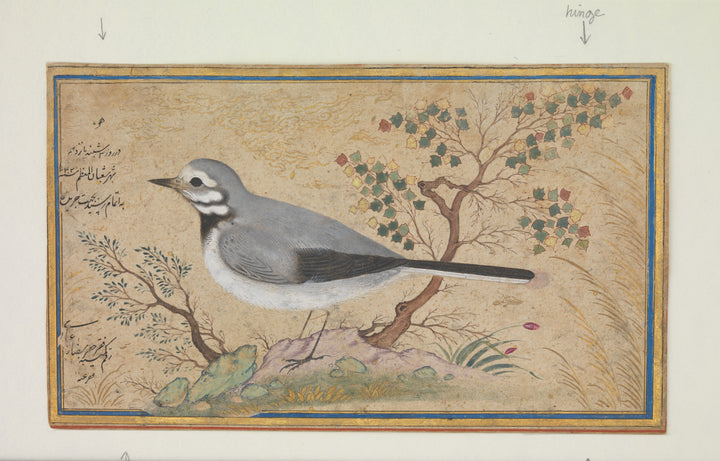 Bird study - Riza-yi 'Abbasi