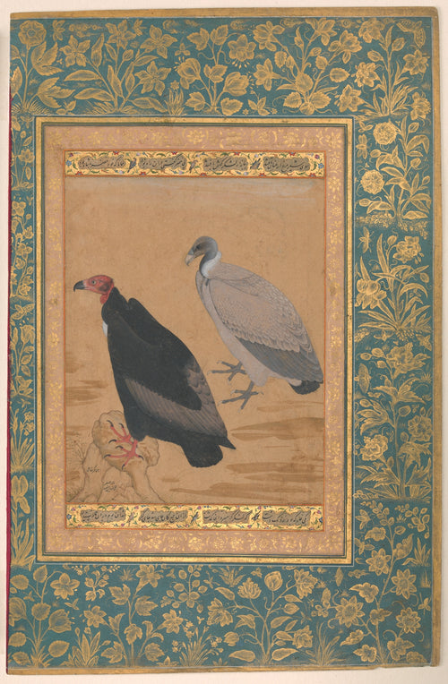 Mansur, "Red-Headed Vulture and Long-Billed Vulture", Folio from the Shah Jahan Album, verso: ca. 1615–20; recto: ca. 1535–45, The Metropolitan Museum of Art, New York