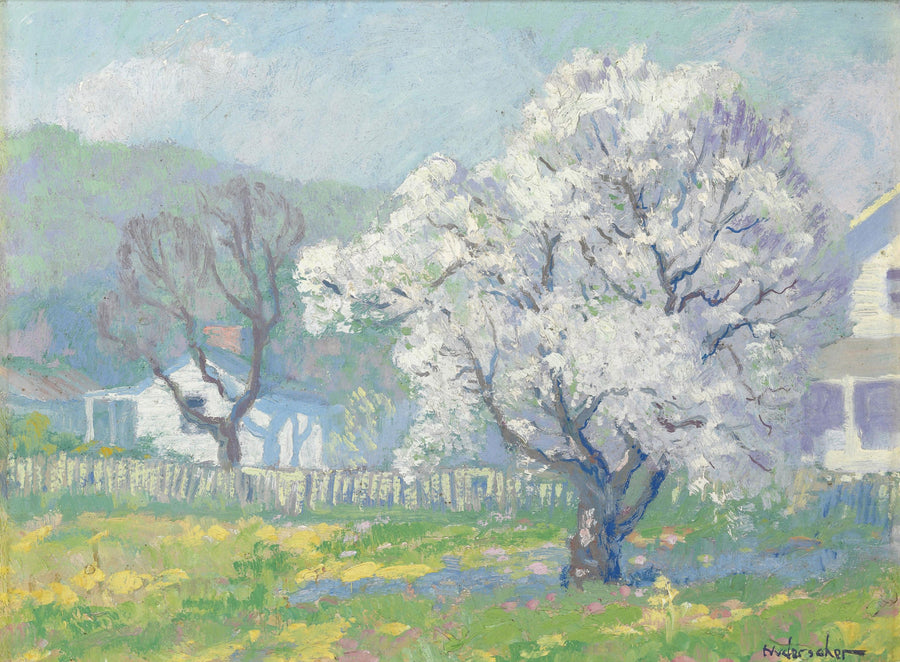 Cerisiers en fleurs – Frank Nuderscher