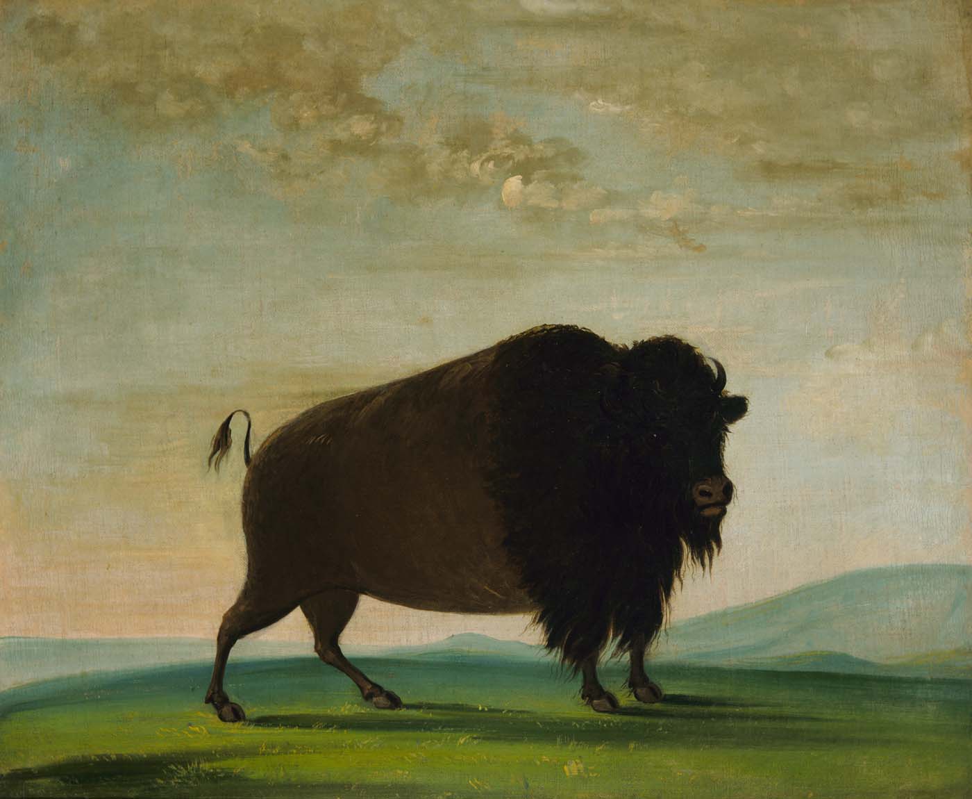 Vache bison broutant dans la prairie - George Catlin