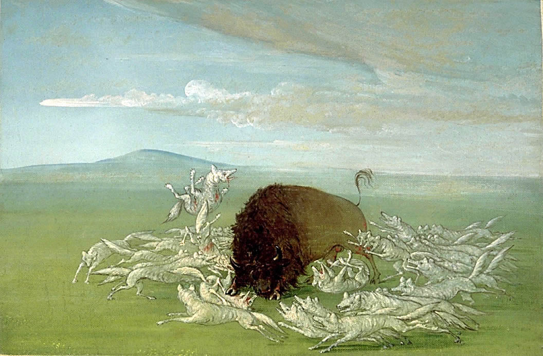 Des loups blancs attaquent un bison mâle - George Catlin