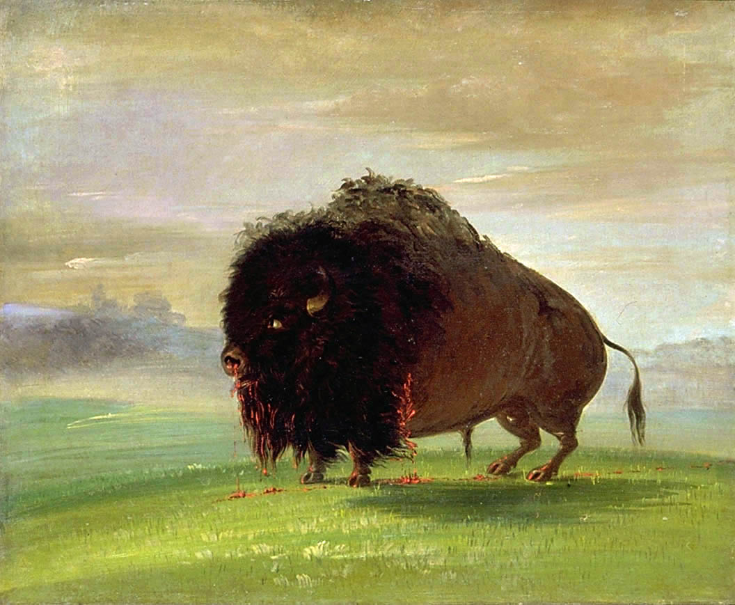 Bison blessé, répandant son sang sur les prairies - George Catlin