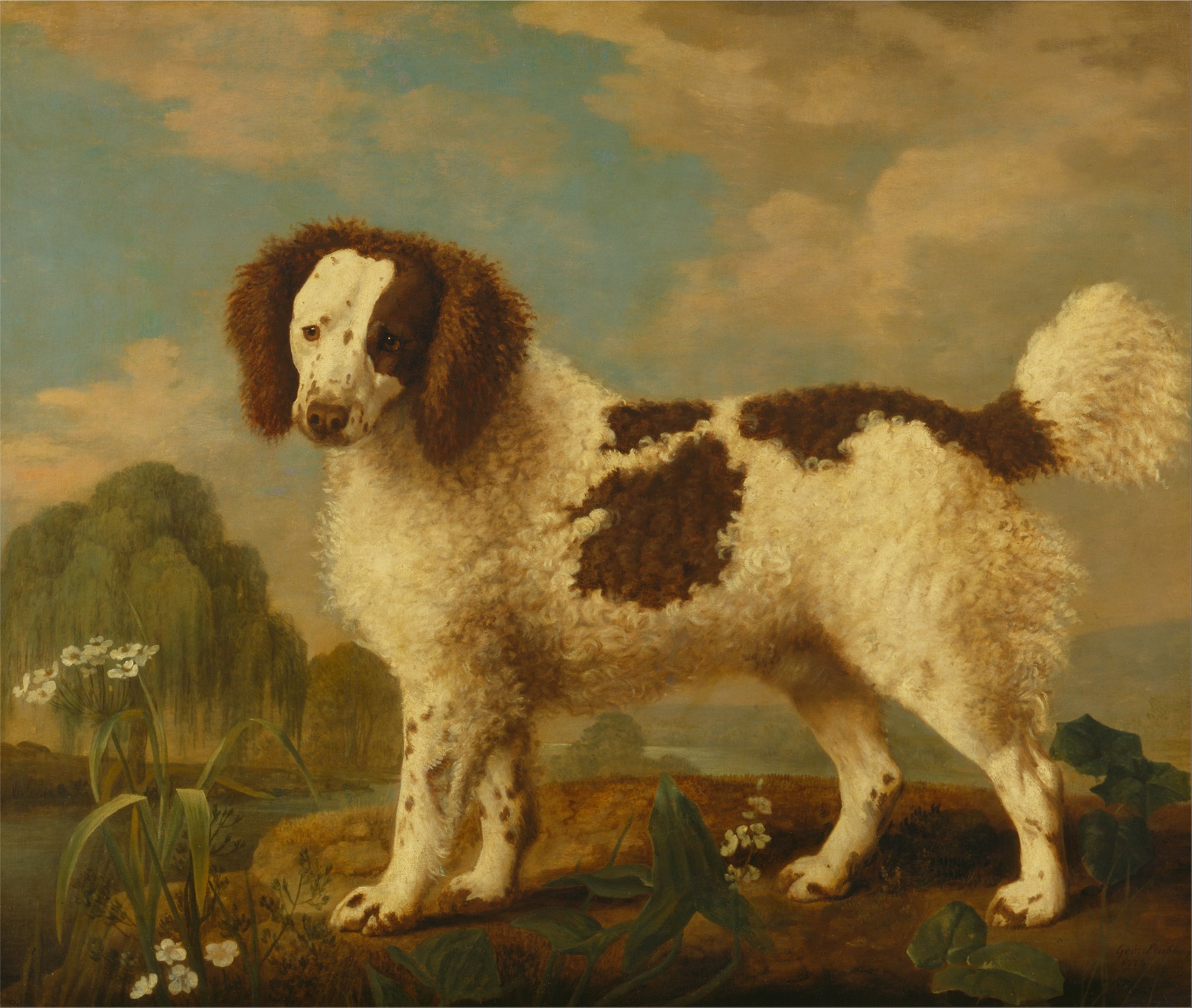 Norfolk ou Water Spaniel brun et blanc - George Stubbs