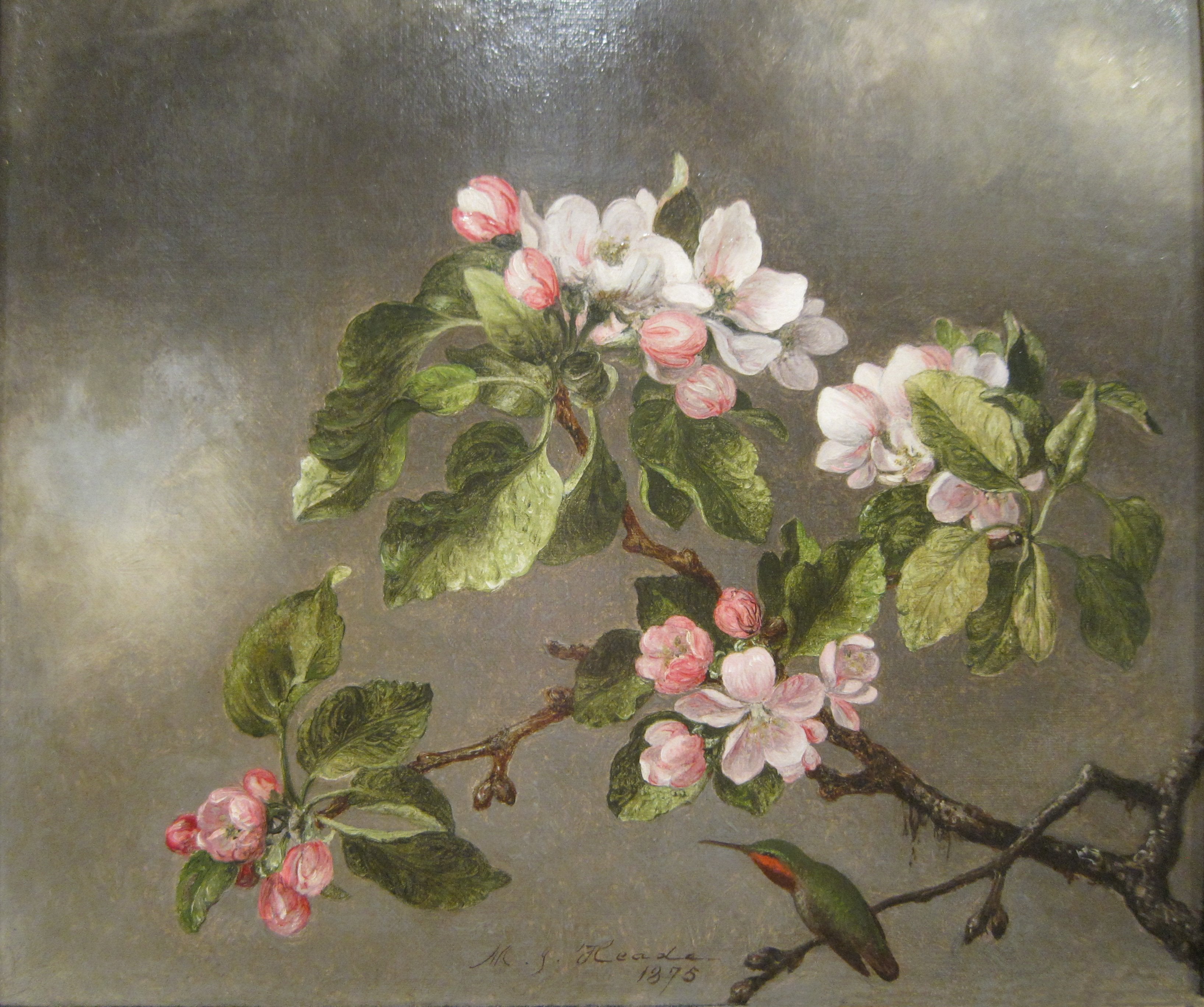 Colibri et fleurs de pommier - Martin Johnson Heade