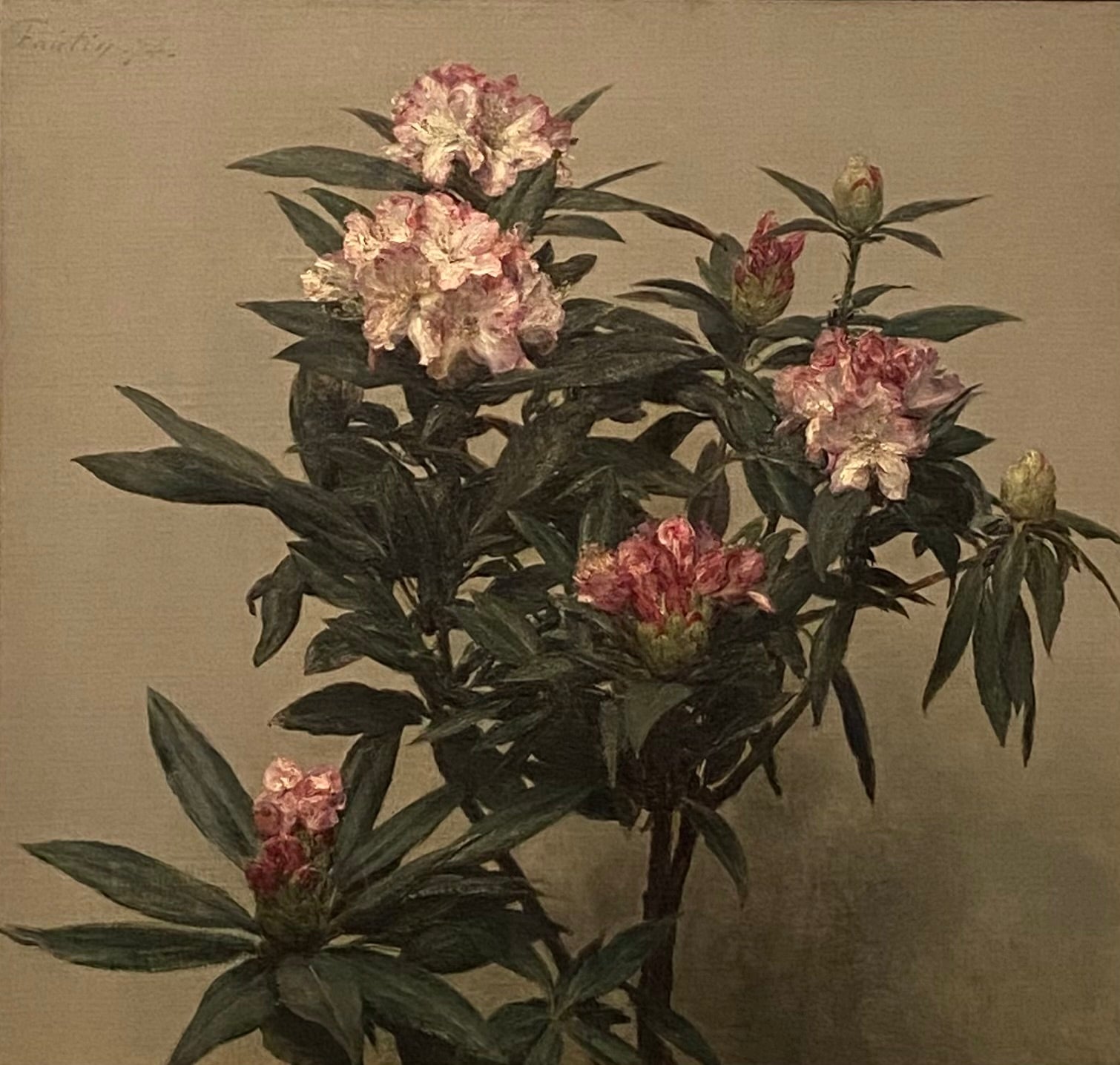 Rhododendrons - Henri Fantin-Latour