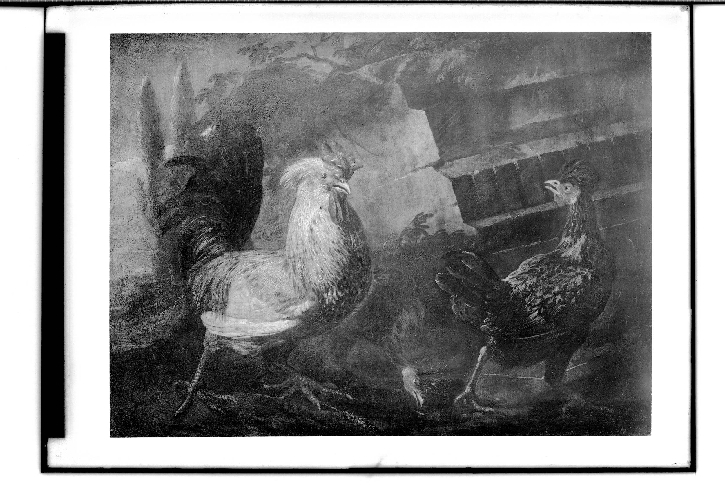 Coq et poules - Melchior de Hondecoeter