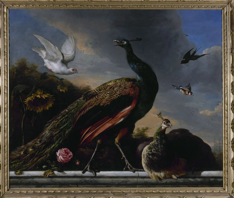 Peacocks, male and female - Melchior de Hondecoeter
