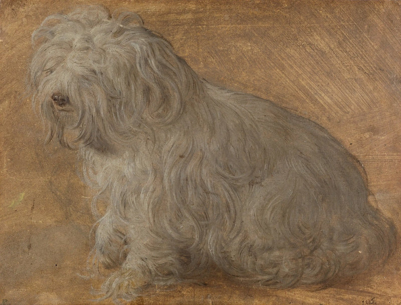 Maltese Bichon - Titian