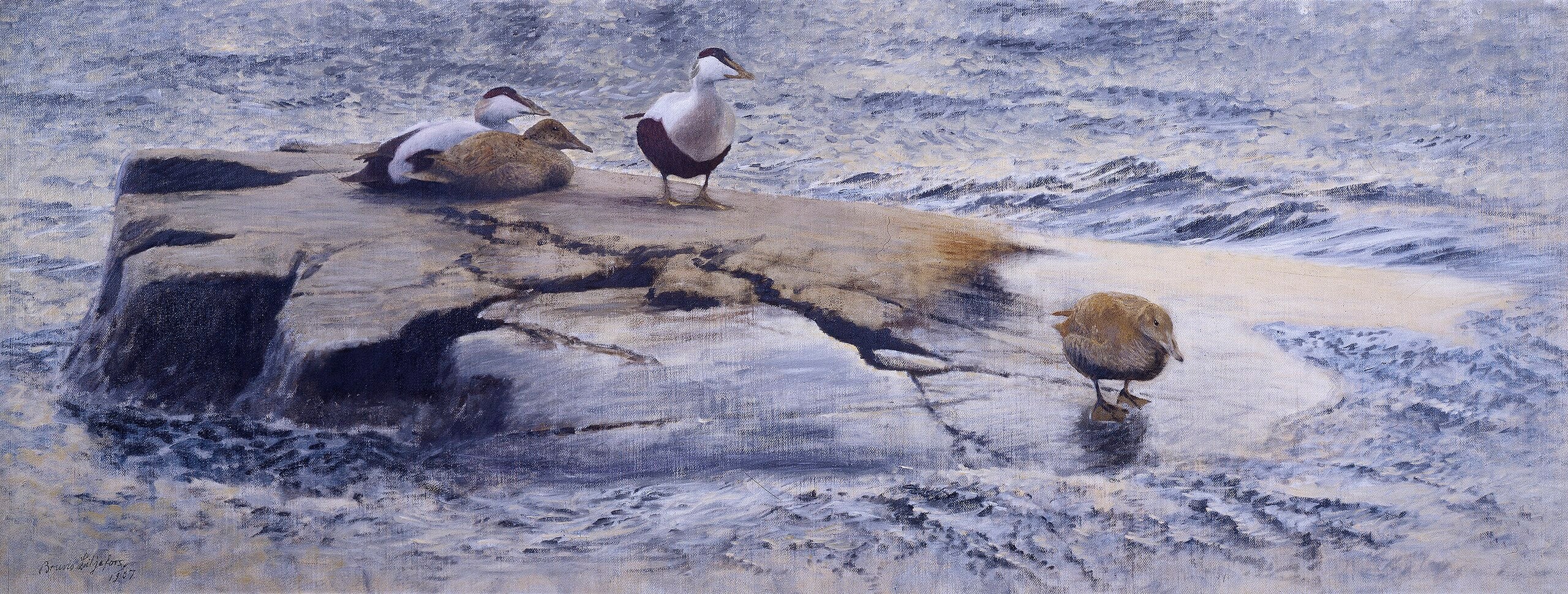 Eiders on the Skerry - Bruno Liljefors
