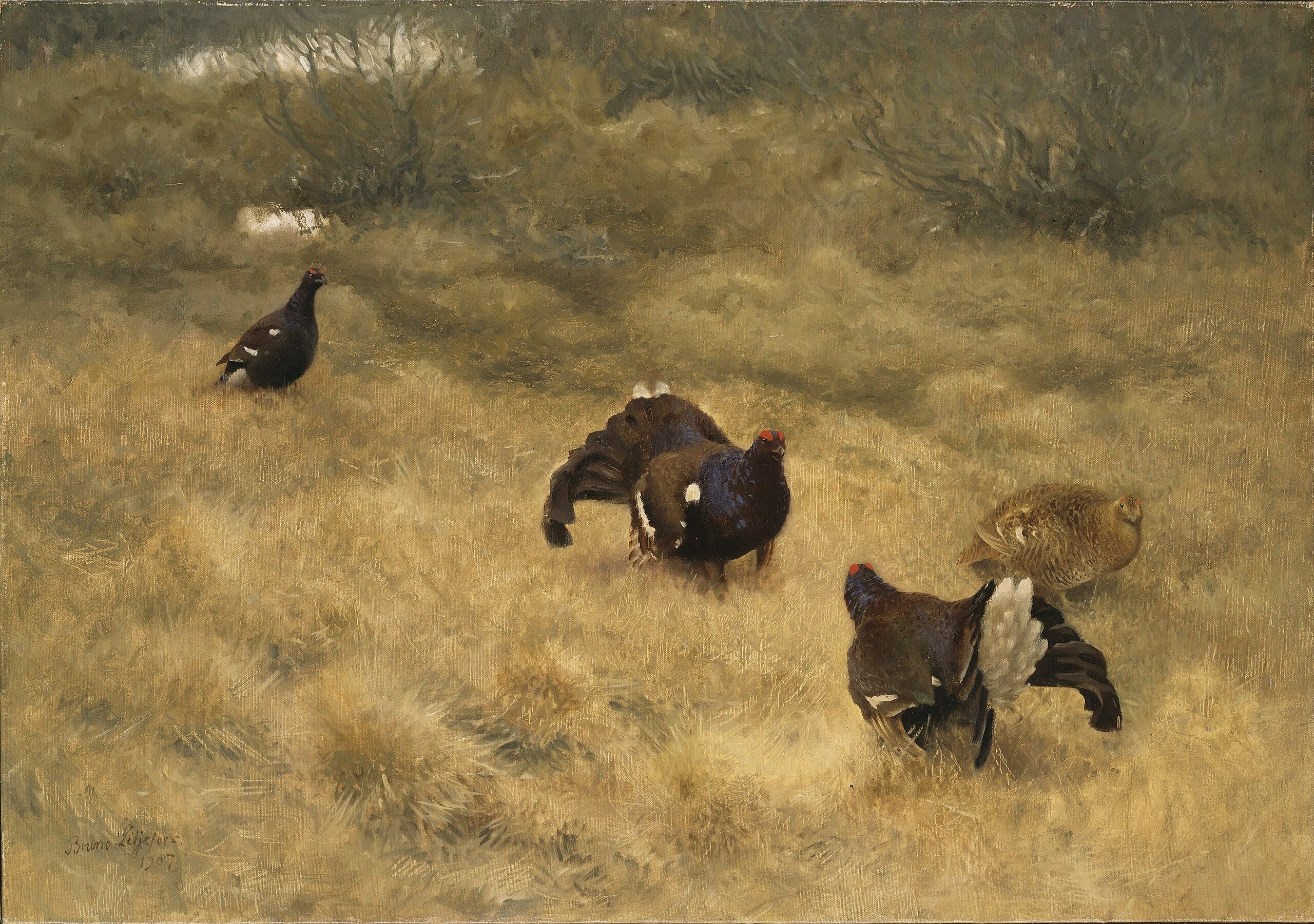 Black game in spring - Bruno Liljefors