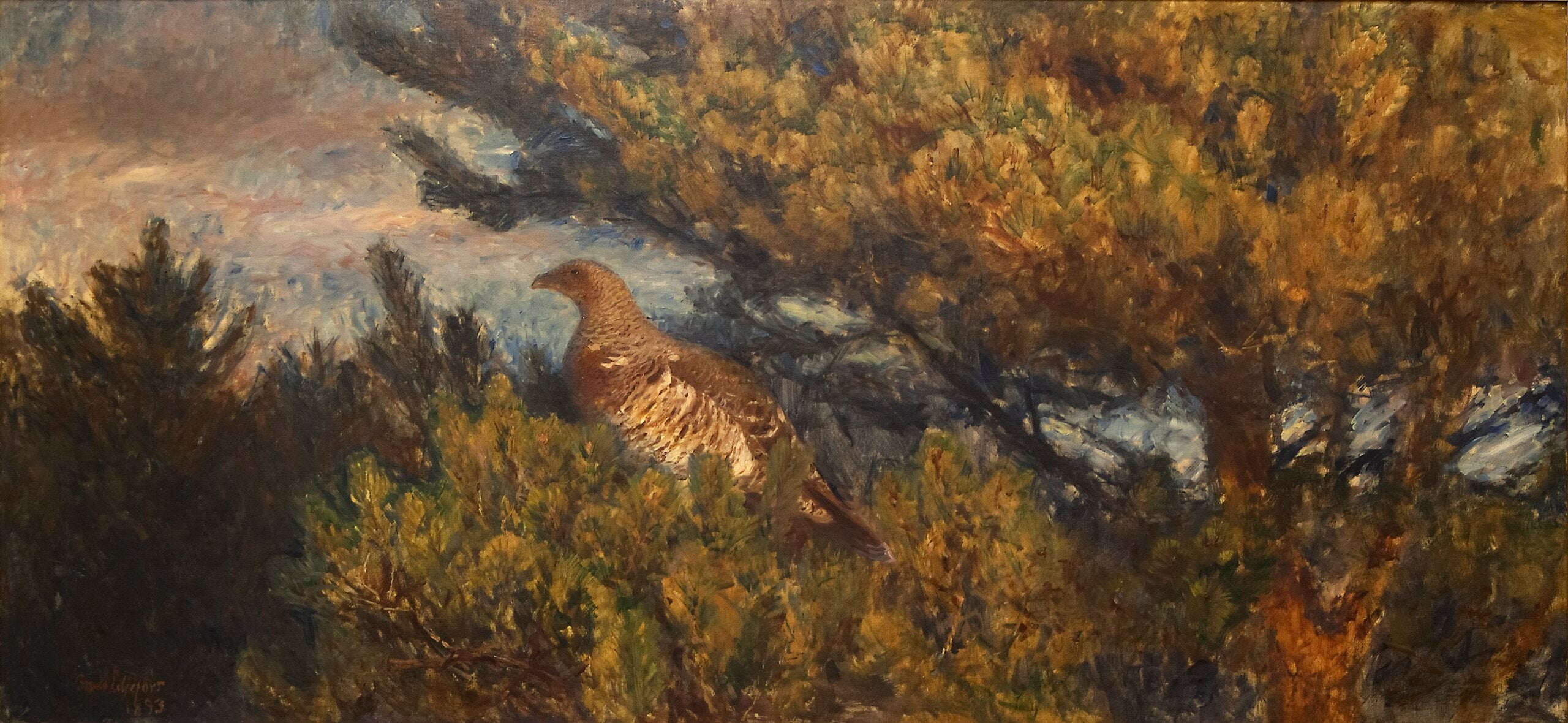 Female capercaillie - Bruno Liljefors