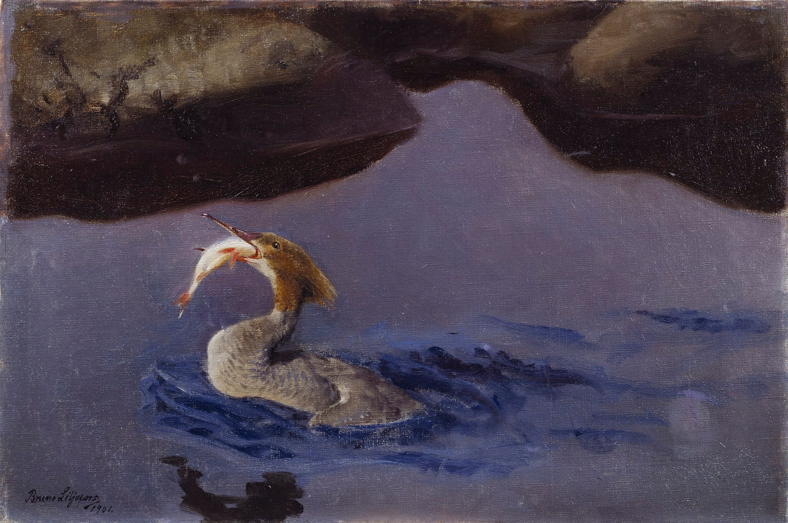 Female Merganser - Bruno Liljefors