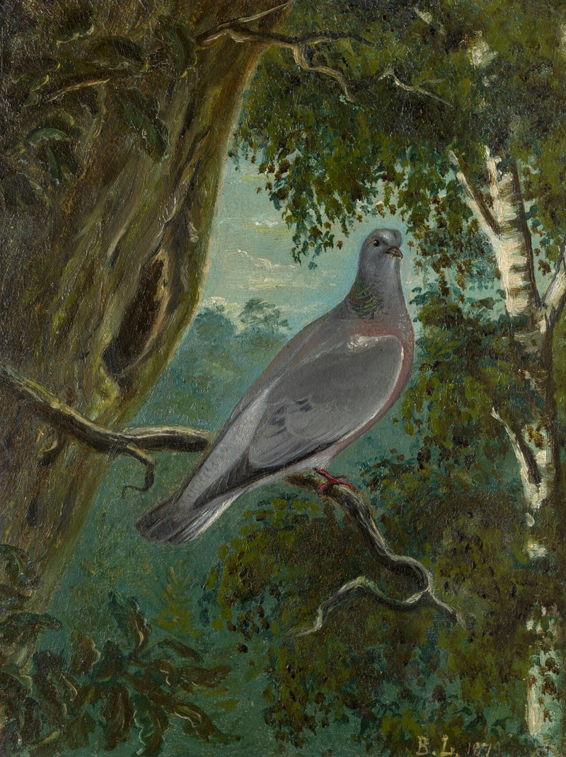 Dove pigeon - Bruno Liljefors