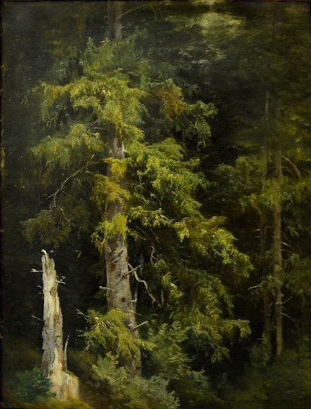 Forêt de pins. Étude - Ivan Chichkine
