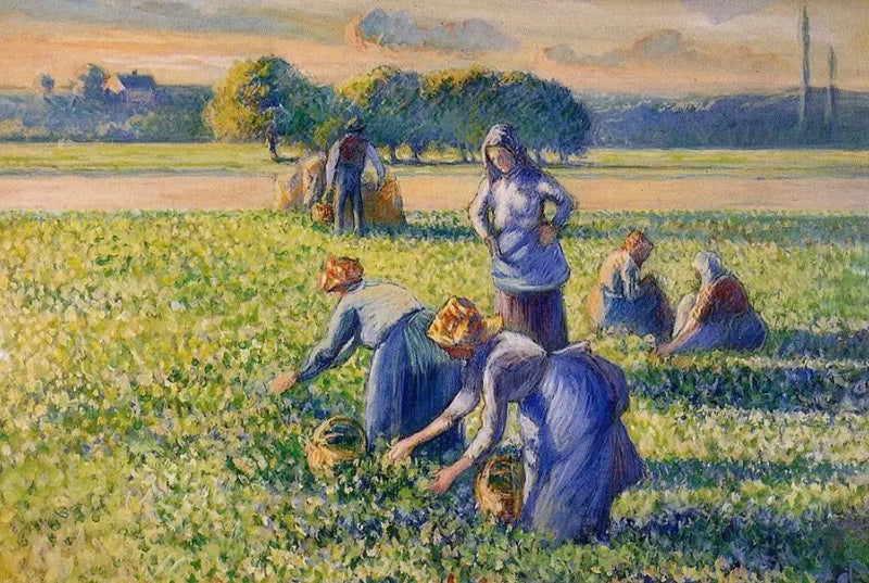 The Pea Harvest - Camille Pissarro