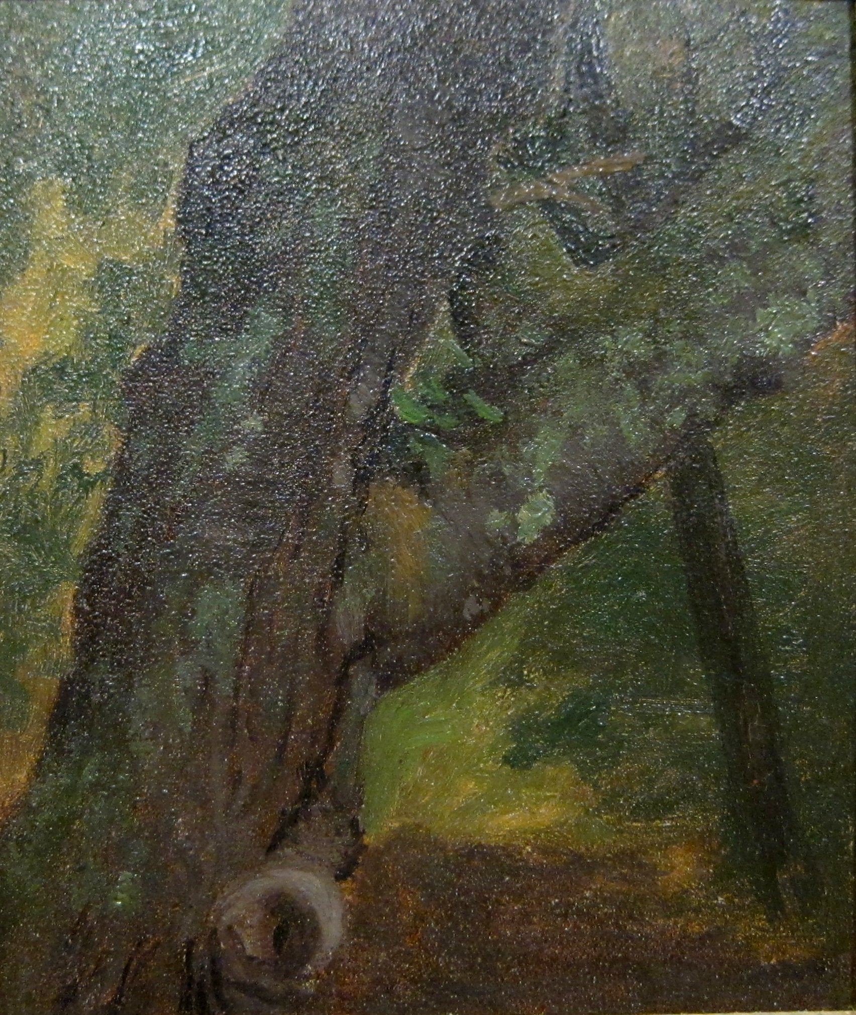 Étude d'un arbre - Albert Bierstadt