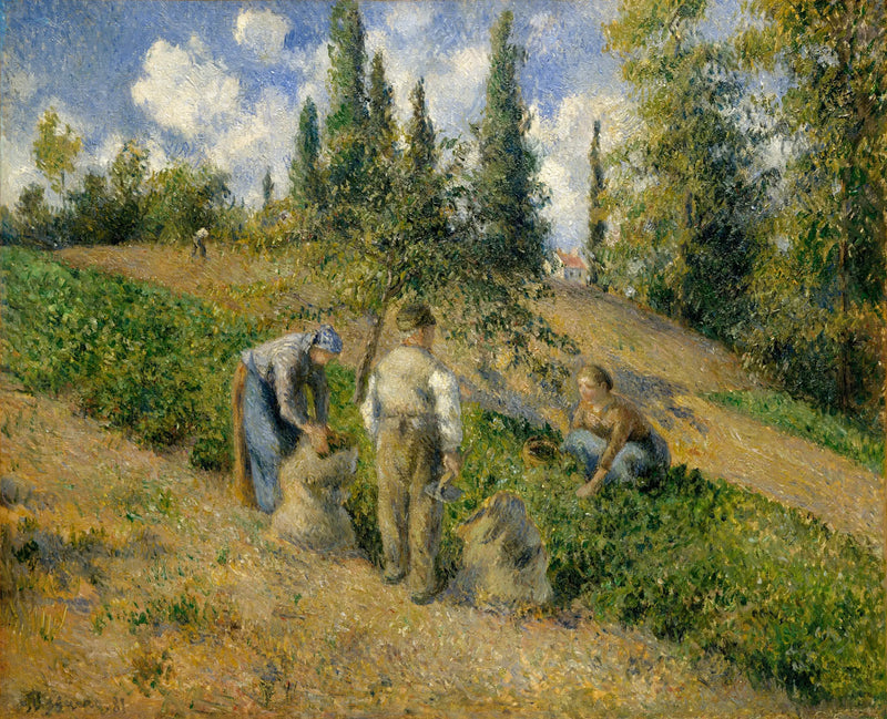 The Harvest, Pontoise - Camille Pissarro