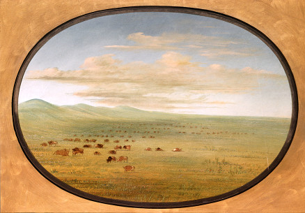Bétail sauvage broutant dans la Pampa del Sacramento - George Catlin